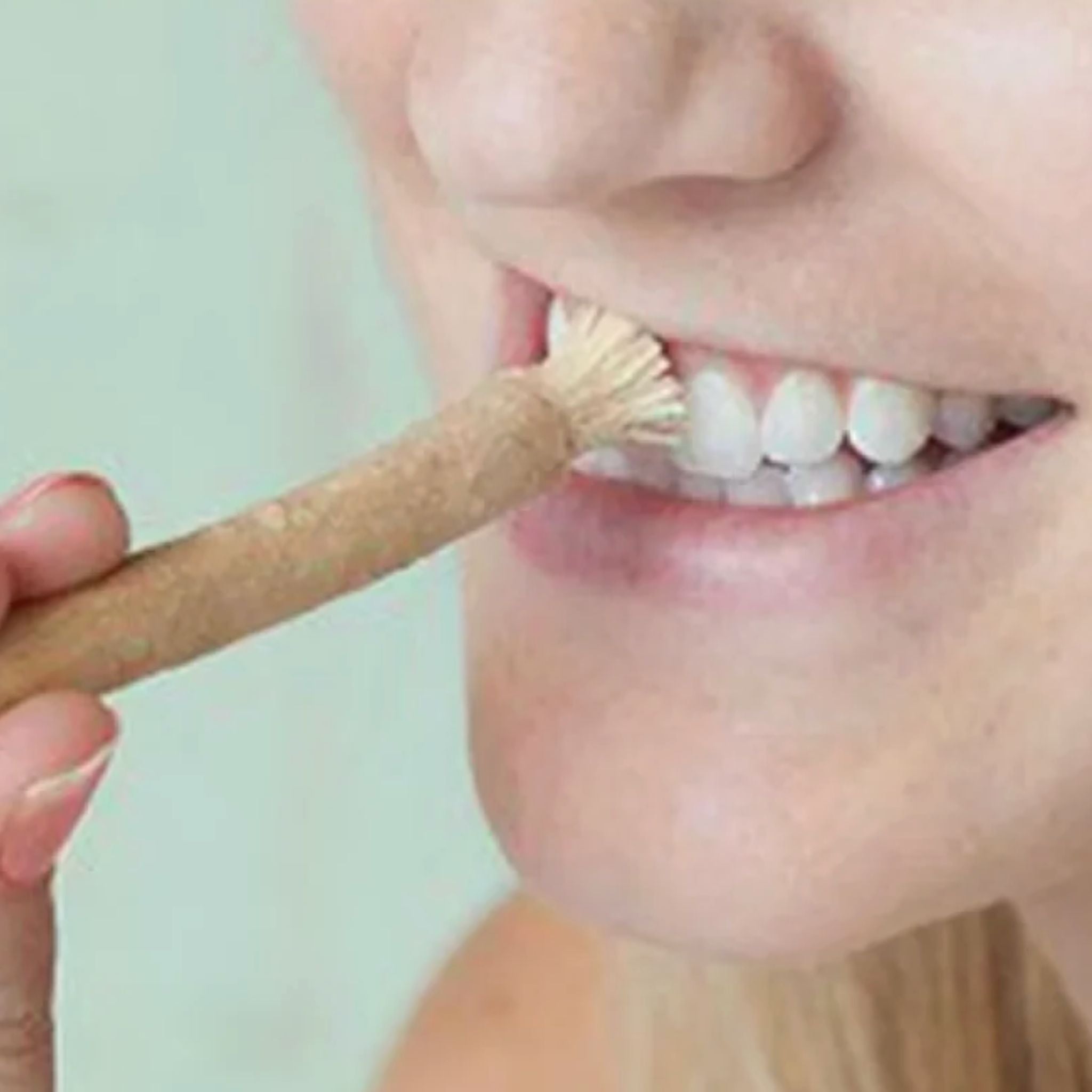 Miswak Toothbrush — Pack of 12