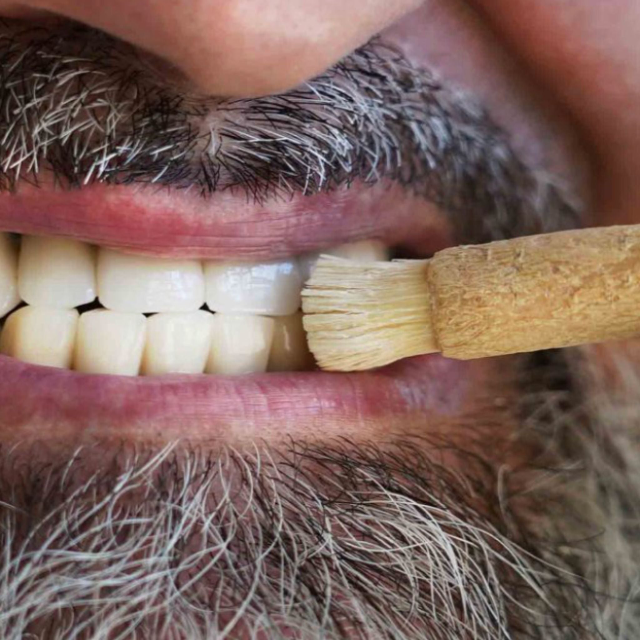 Miswak Toothbrush — Pack of 12